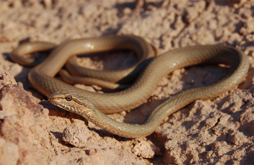 Read more about the article ארבע קו מצרי  –  Psammophis aegyptius